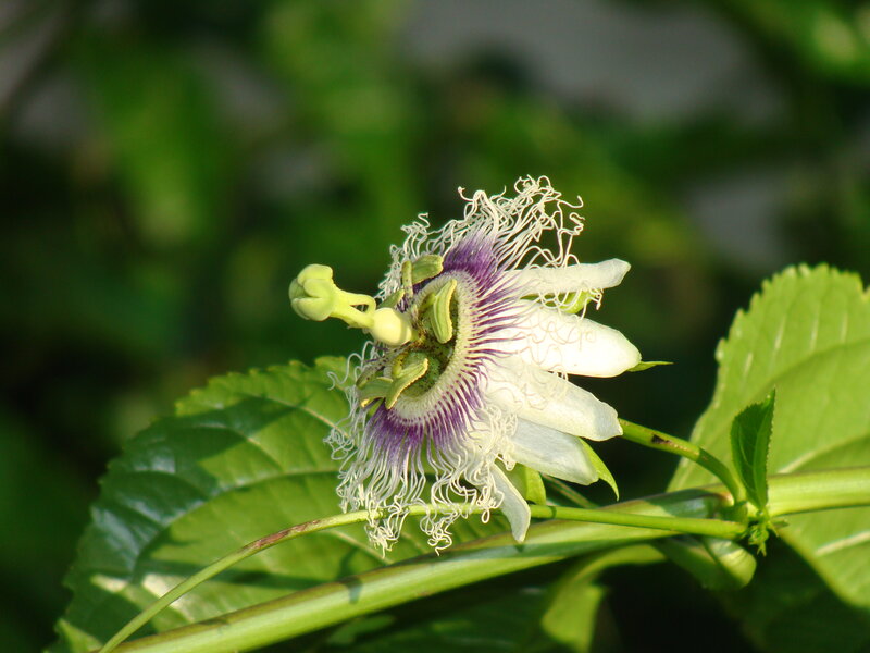 Passionflower Bloom