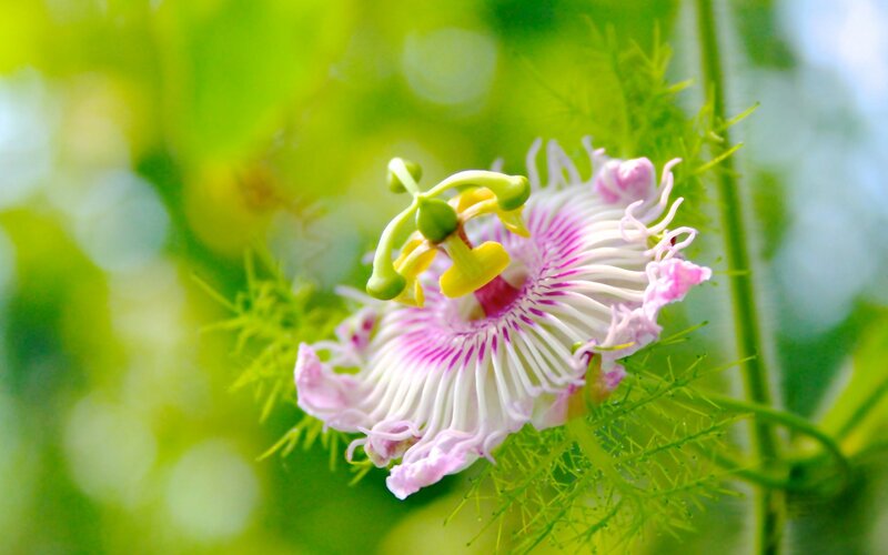 Passionflower Bloom — White, Serene