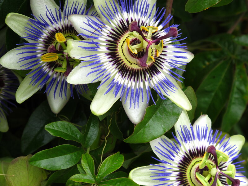 Passionflower blooms