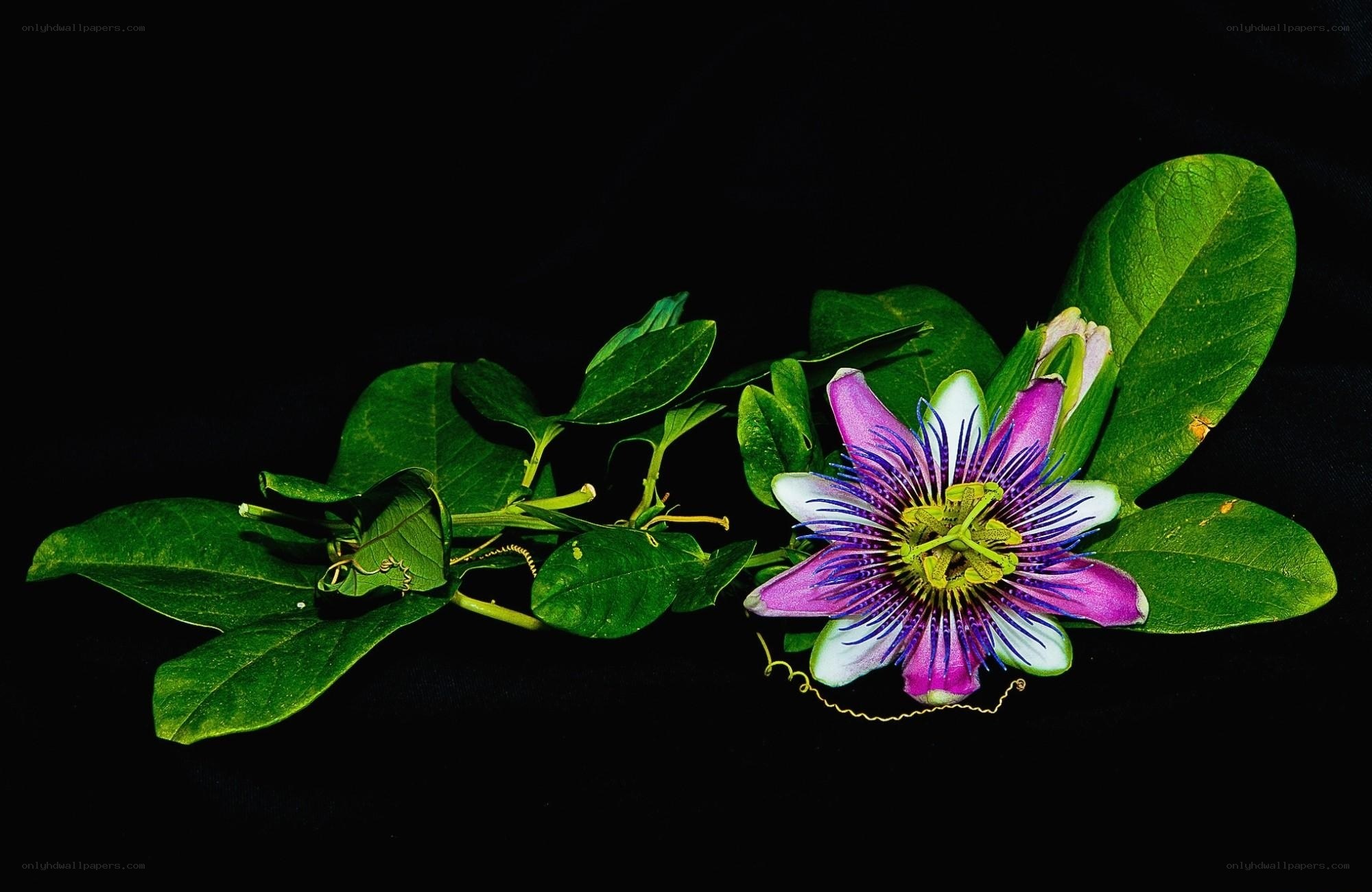 Passionflower with green leaves