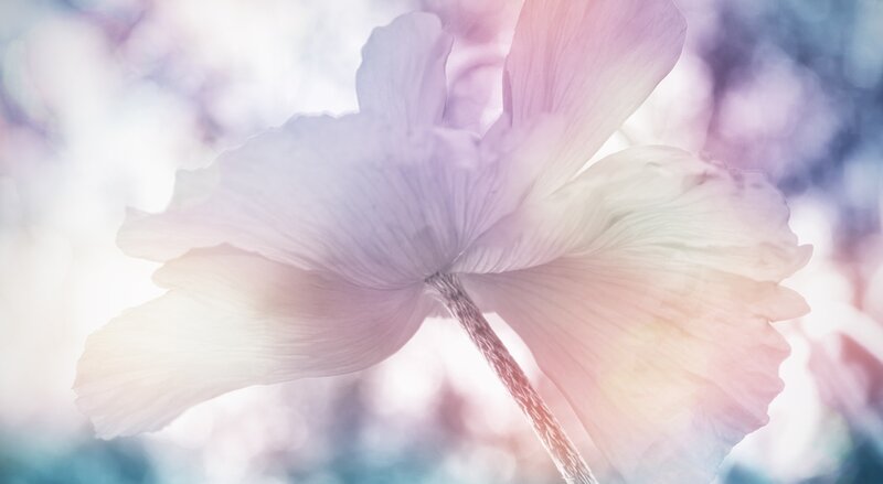 Pastel-colored Flower