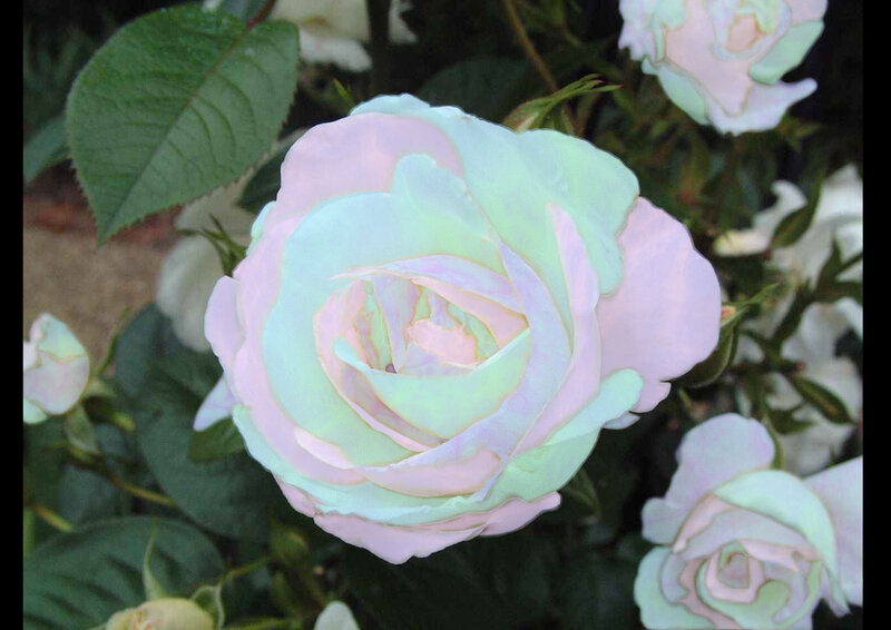 Pastel Rose Flower
