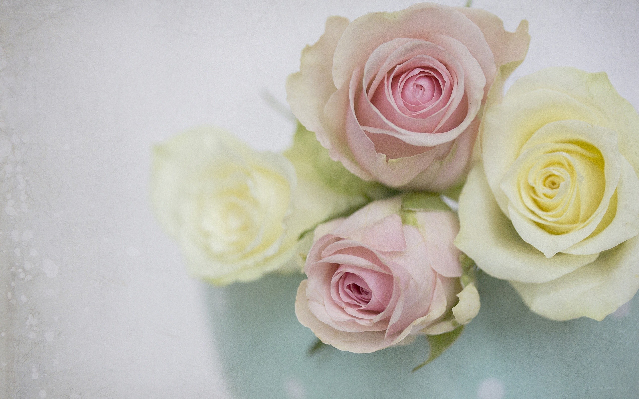 pastel roses on textured background