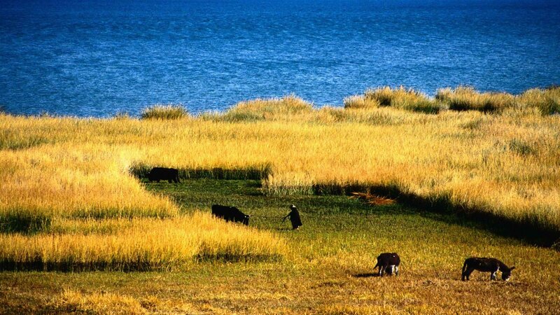 Pastoral scene by the lake