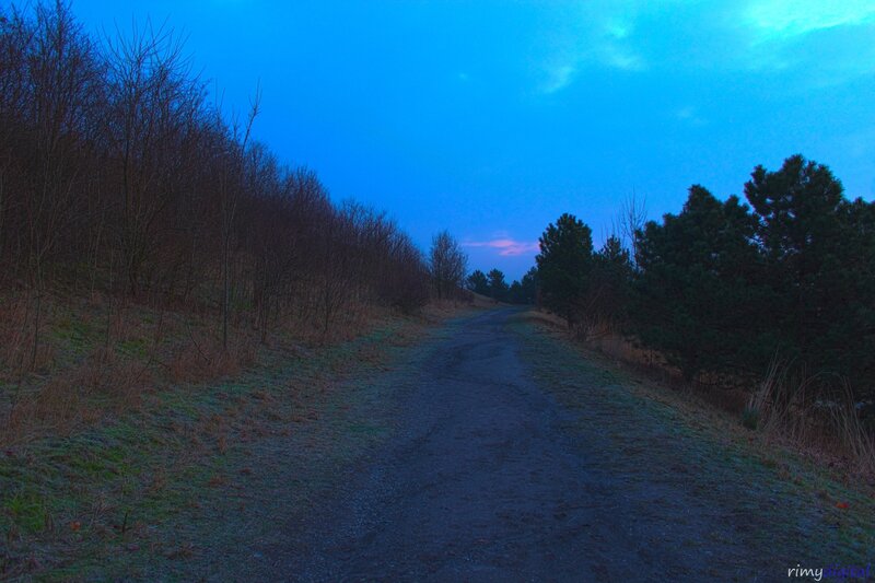 Path at dusk in the forest