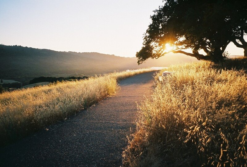 Path at sunset with tree