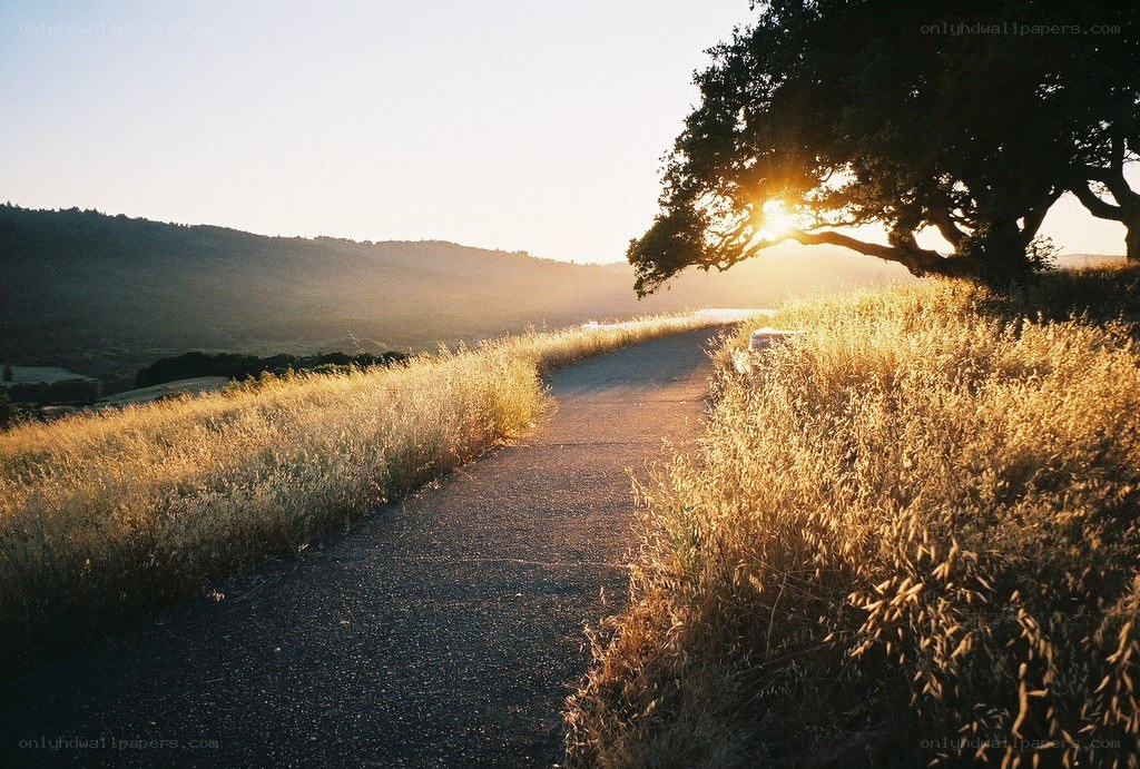 Path at sunset with tree