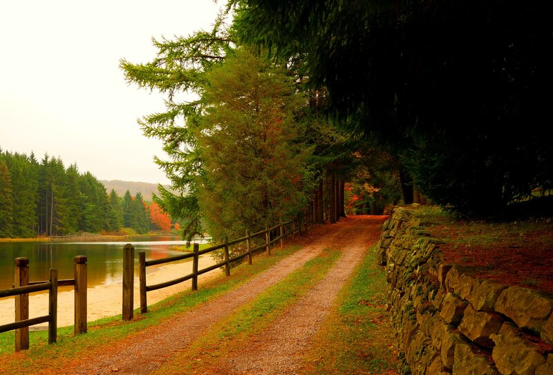 Path Beside Lake — Green, Serene