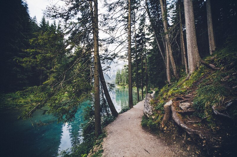 Path Beside Lake in Forest — Green