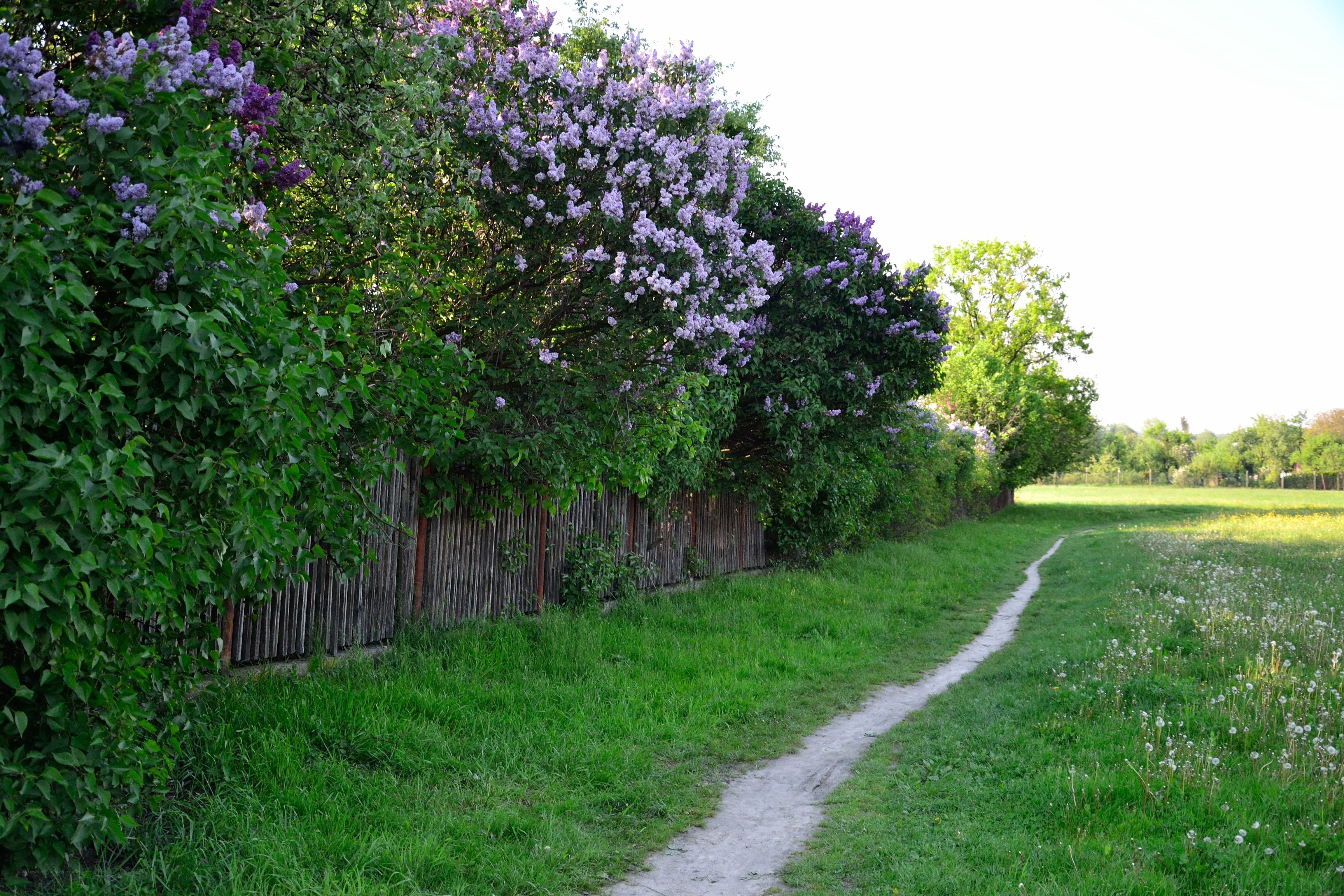 Path beside lilac bushes