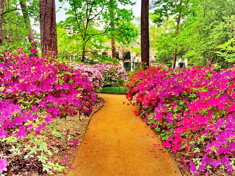 Path Between Azalea Bushes