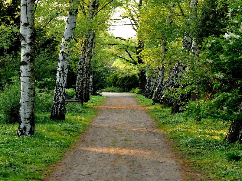 Path Between Birch Trees — Green