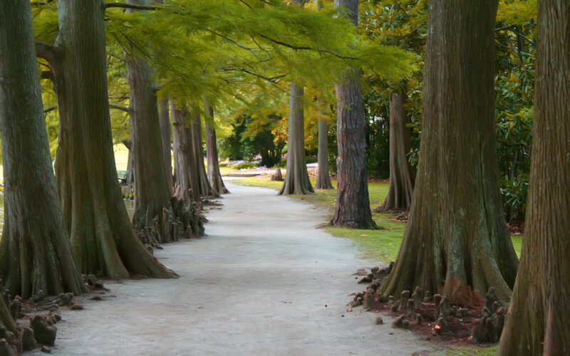 Path Between Cypress Trees
