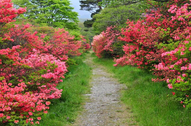 Path Between Flowering Bushes