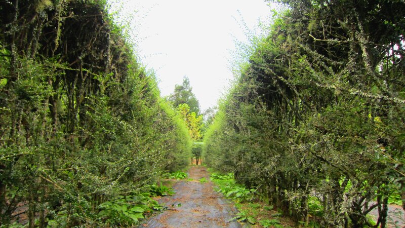 Path Between Hedges