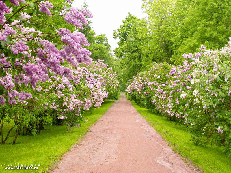 Path Between Lilac Bushes