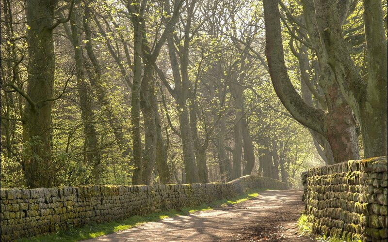 Path Between Stone Walls — Green