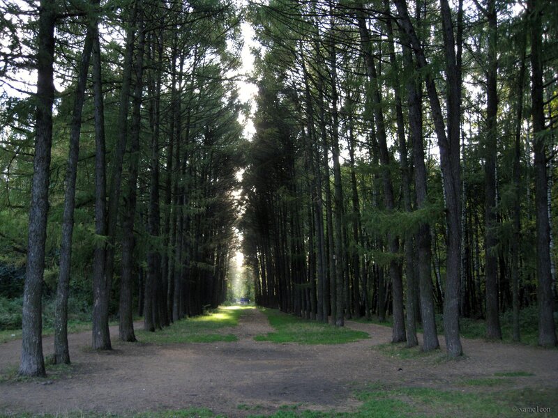 Path Between Tall Trees — Green, Serene, Afternoon