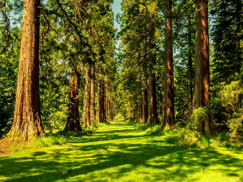 Path Between Tall Trees — Green, Serene