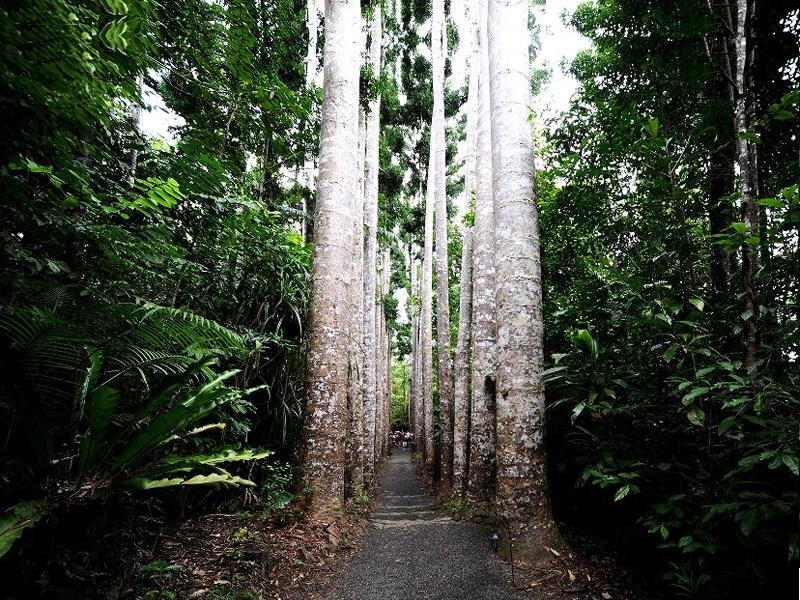 Path Between Tall Trees