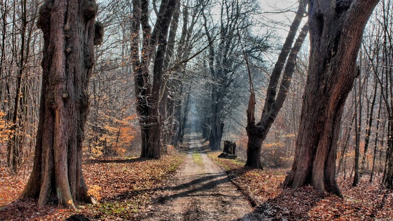 Path Between Trees — Brown, Serene