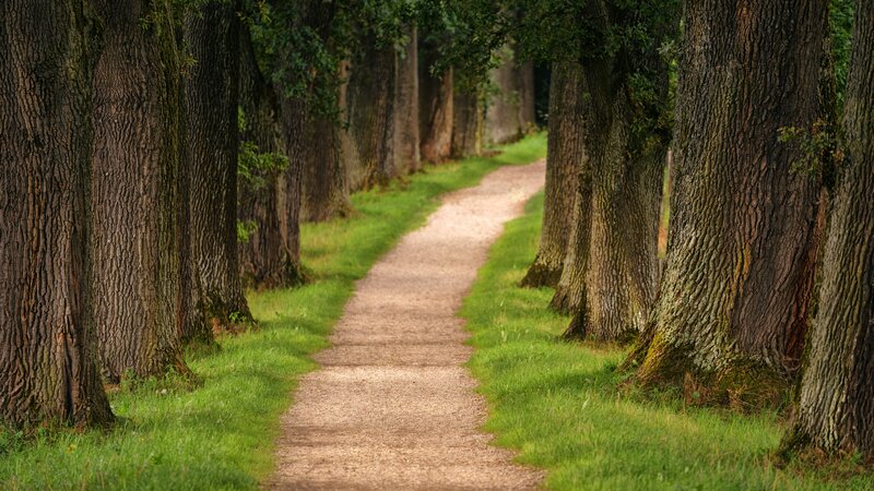 Path Between Trees — Green, Serene, Afternoon, Photograph