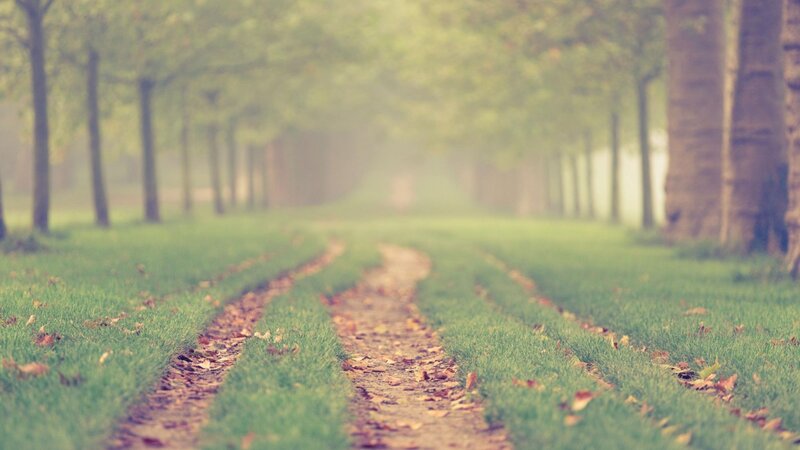 Path Between Trees — Green, Serene, Autumn