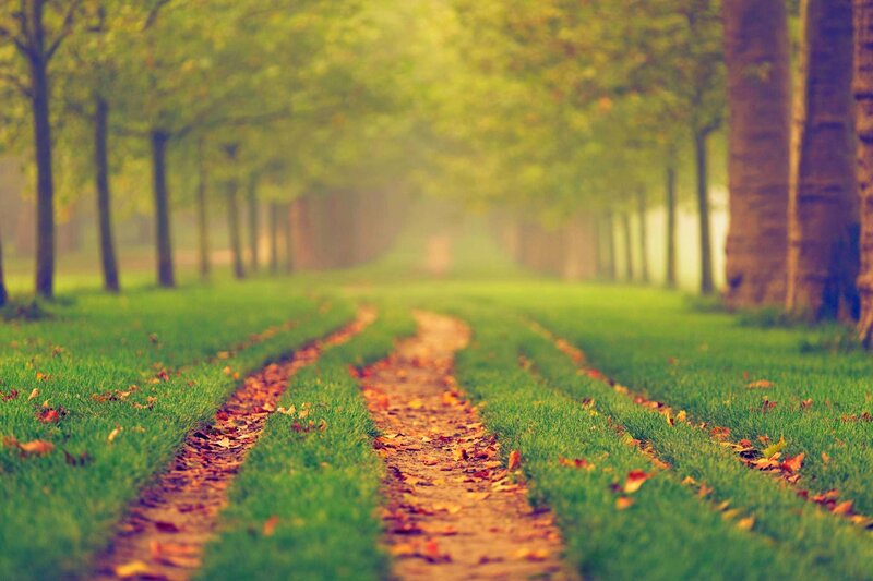 Path Between Trees — Green, Serene