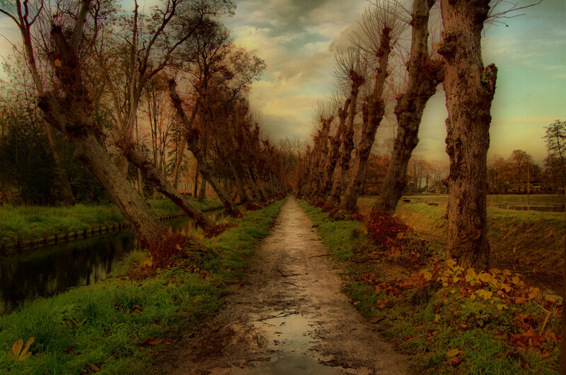 Path Between Trees