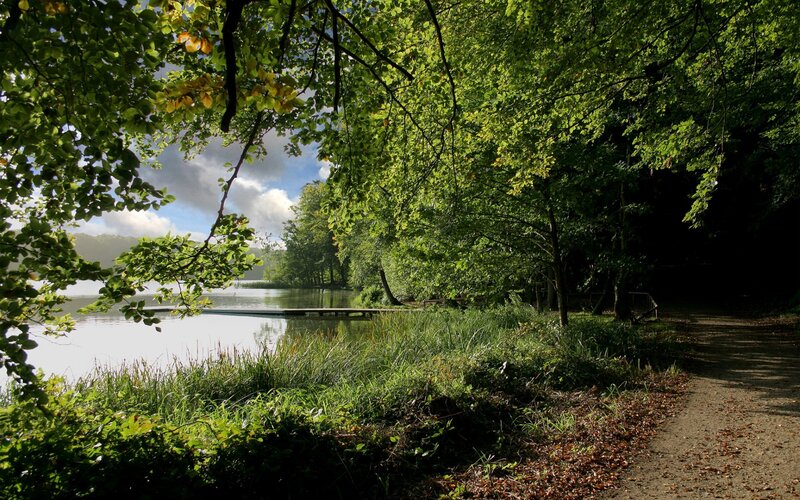 Path by Lake Through Trees