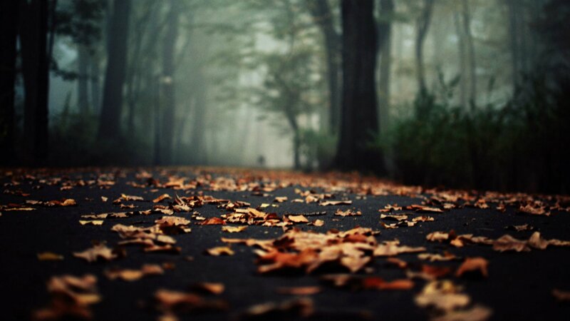 Path Covered in Autumn Leaves — Brown, Misty, Photograph
