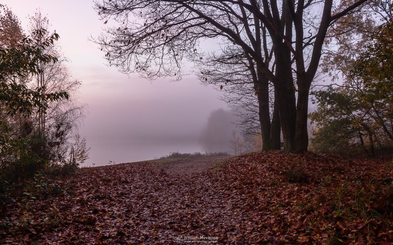 Path Covered in Autumn Leaves — Brown, Misty, Photograph, Trees