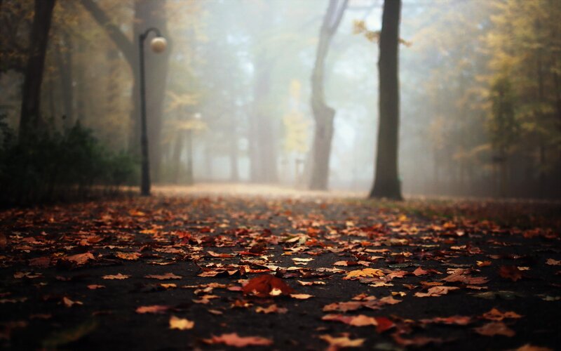 Path Covered in Autumn Leaves — Brown, Misty