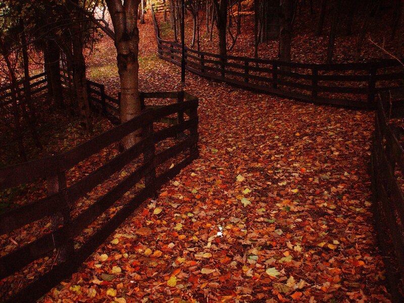 Path Covered in Autumn Leaves — Brown, Serene, Photograph, Fence