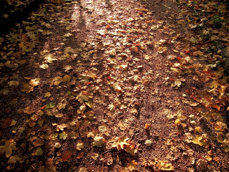 Path Covered in Autumn Leaves — Brown, Serene, Photograph, Gravel
