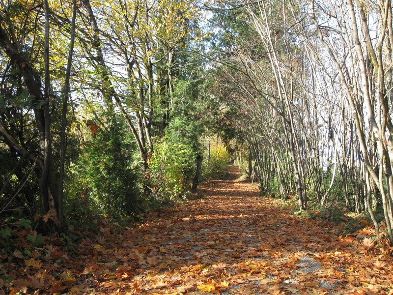 Path Covered in Autumn Leaves — Brown, Serene, Photograph