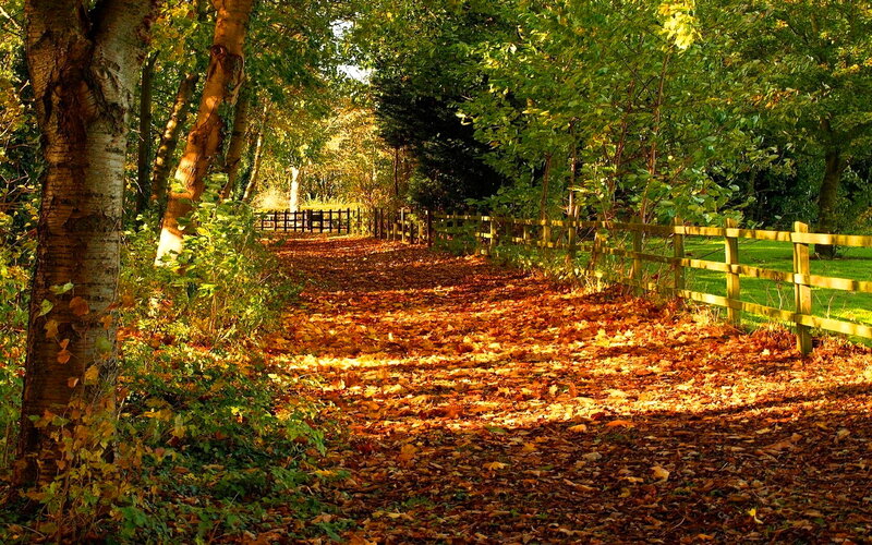Path Covered in Autumn Leaves — Brown, Serene, Photograph, Trees, Fence, Grass