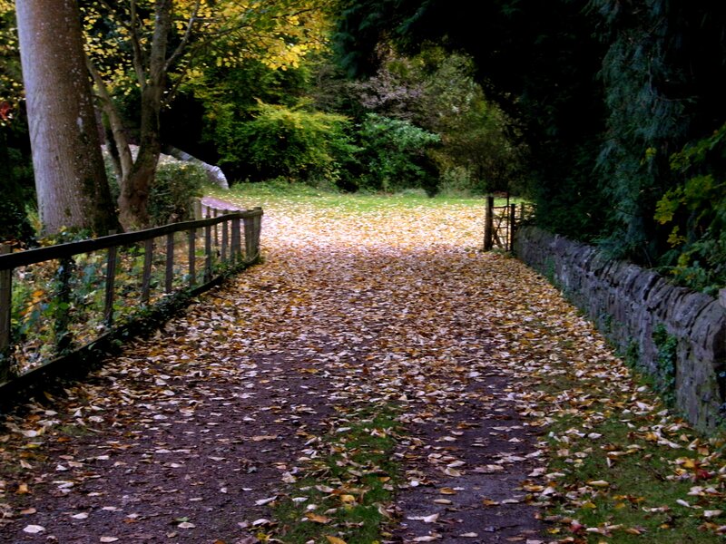 Path Covered in Autumn Leaves — Brown, Serene, Photograph, Trees, Fence