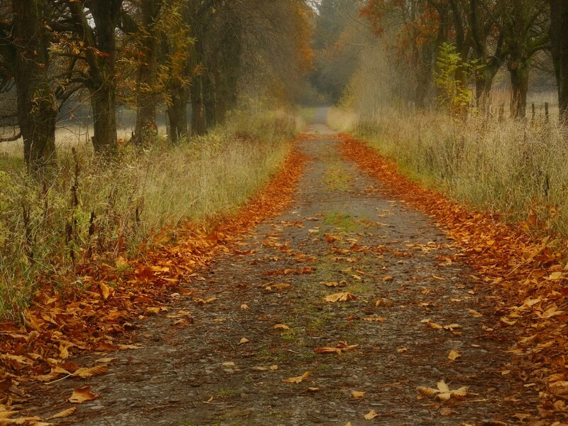 Path Covered in Autumn Leaves — Brown, Serene, Photograph, Trees, Grass, Fog