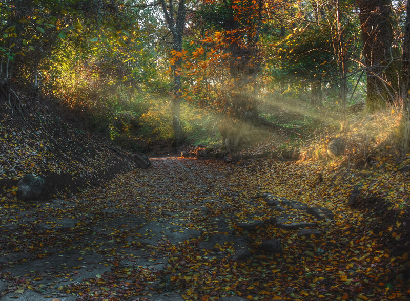 Path Covered in Autumn Leaves — Brown, Serene, Photograph, Trees