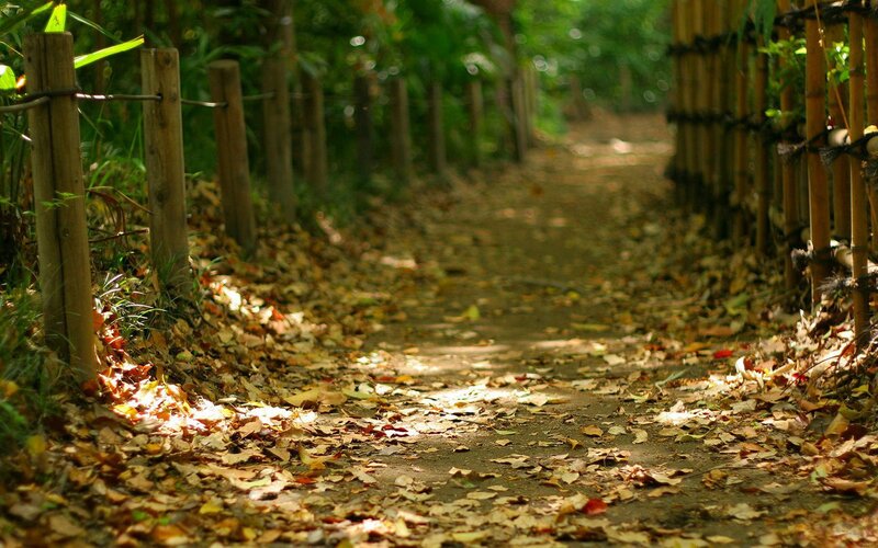 Path Covered in Autumn Leaves — Brown, Serene, Photograph, Wooden Posts, Bamboo Fence, Sunlight