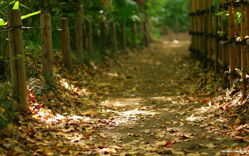 Path Covered in Autumn Leaves — Brown, Serene, Photograph, Wooden Posts