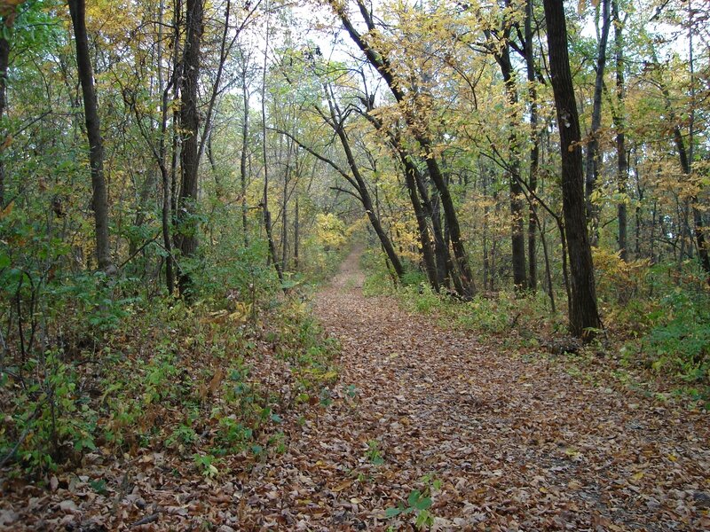 Path Covered in Autumn Leaves — Brown, Serene