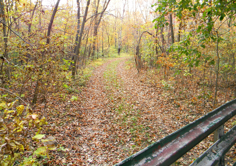 Path Covered in Autumn Leaves — Brown