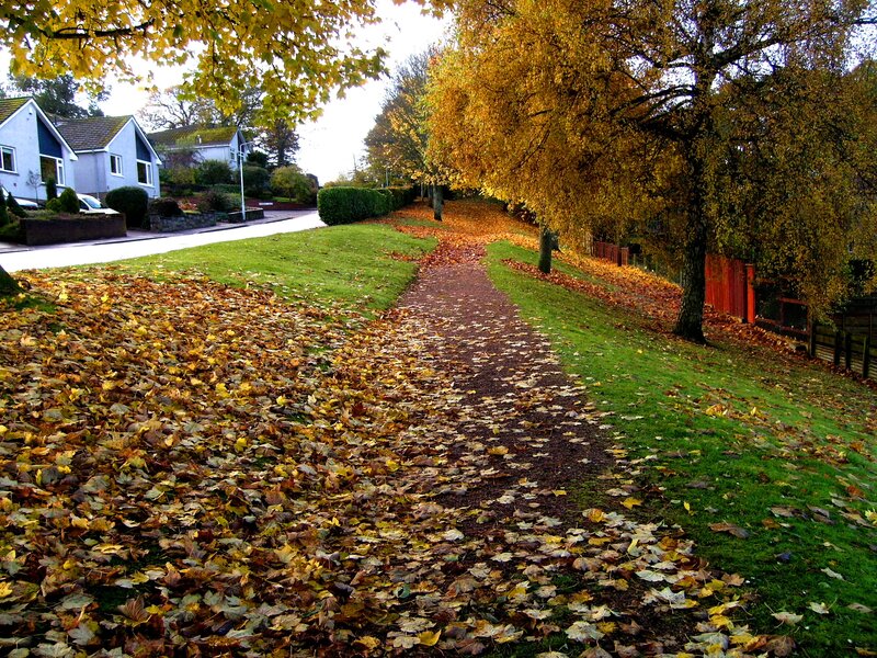 Path Covered in Autumn Leaves — Green, Calm