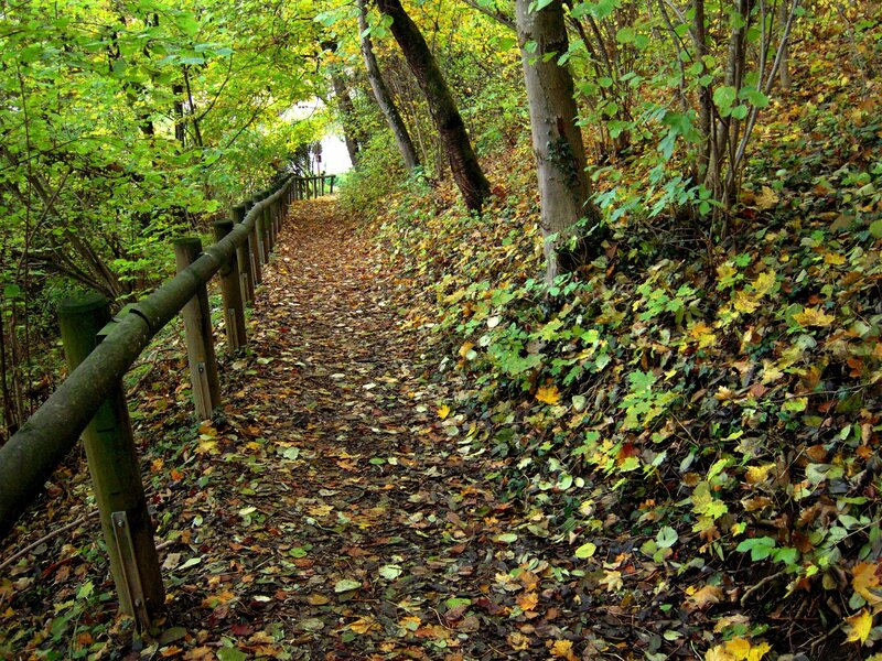 Path Covered in Autumn Leaves — Green, Serene, Photograph, Wooden Railing