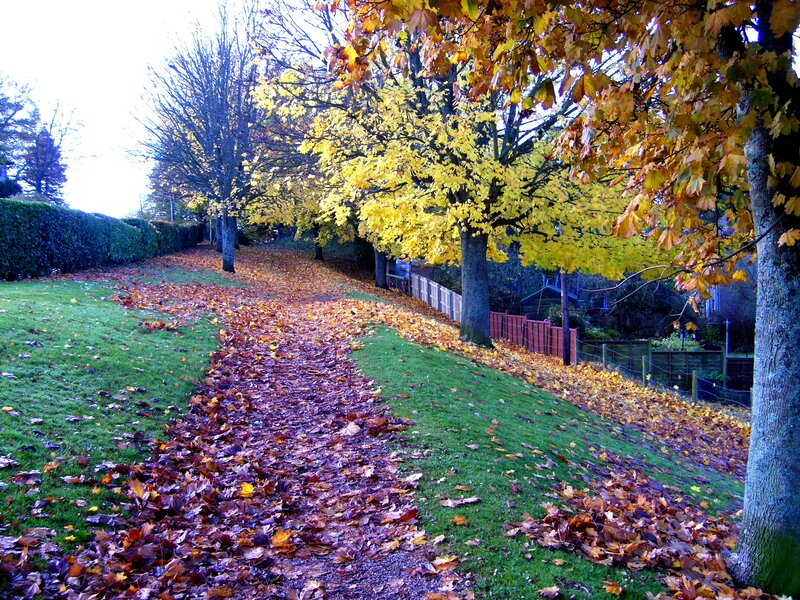 Path Covered in Autumn Leaves — Green, Serene