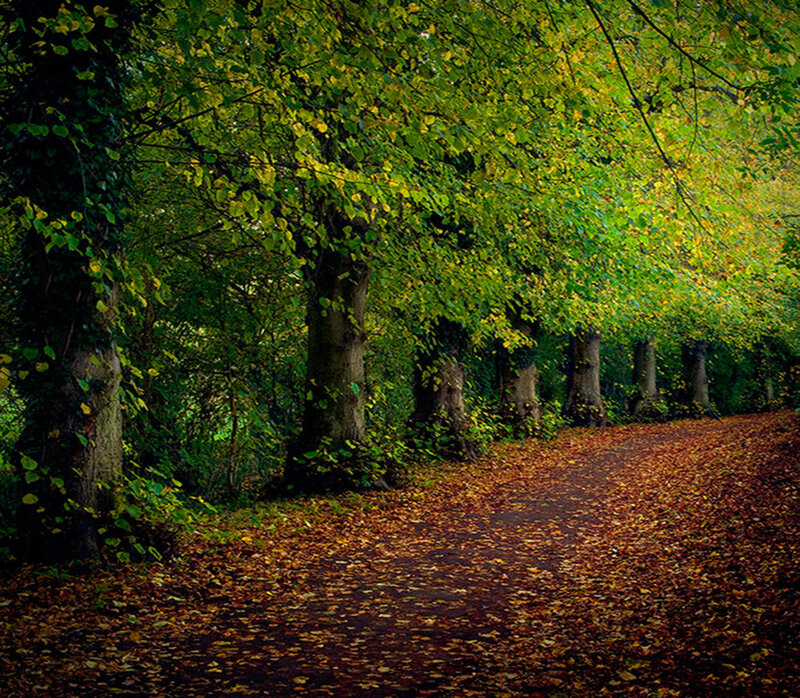 Path Covered in Autumn Leaves — Green