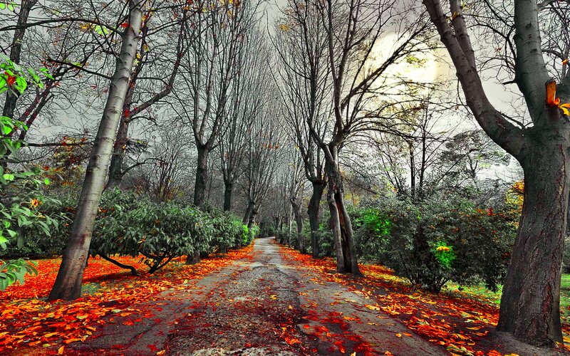 Path Covered in Autumn Leaves — Orange, Dramatic