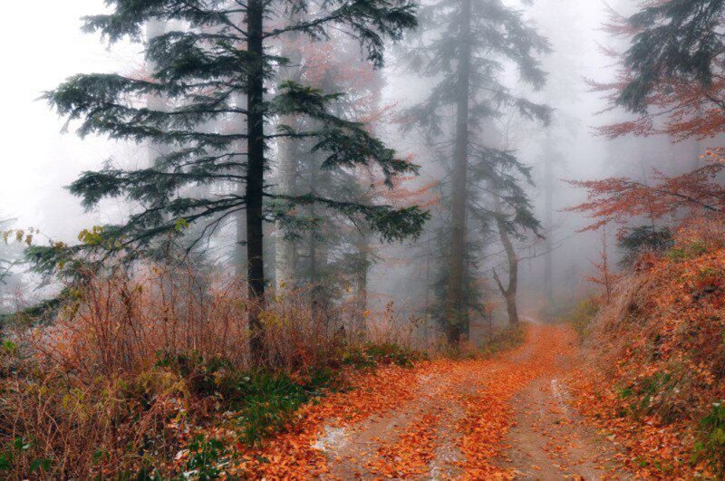 Path Covered in Autumn Leaves — Orange, Misty